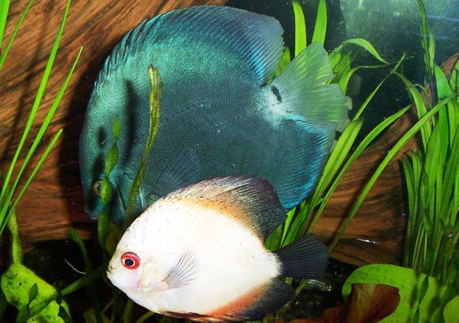 freshwater fish - symphysodon sp. - white discus stocking in 125 gallons tank - blue diamond in back, immature pigeon blood upfront.
(Symphysodon aequifaciatus)

in this one you can really see the size difference between the young discus and the fully mature blue diamond
