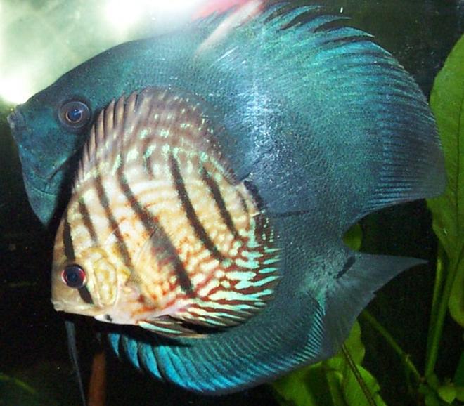 freshwater fish - symphysodon sp. - blue diamond discus stocking in 125 gallons tank - another one showing size diff, not the best quality picture, am not expecting high ratings on this one, but it gives a clarity to the size of the fish, the young red turquoise upfront is about 3.5 inches in lengh the blue diamond is just about double the size of the red turquoise