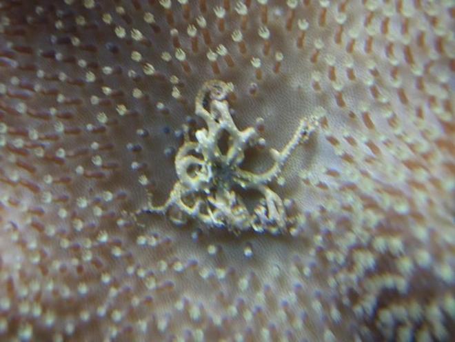 corals inverts - sarcophyton sp. - toadstool mushroom leather coral, brown stocking in 37 gallons tank - Basket stars home