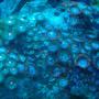 corals inverts - zoanthus sp. - starburst zoanthids stocking in 37 gallons tank - zoa