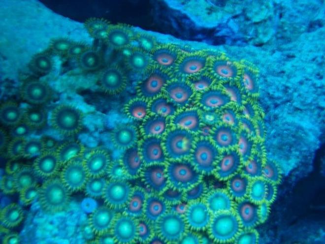 corals inverts - zoanthus sp. - button polyp, pink stocking in 37 gallons tank - zoa