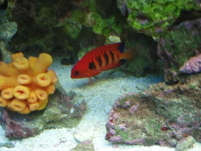 saltwater fish - centropyge loriculus - flame angelfish stocking in 37 gallons tank - Flame