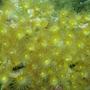 corals inverts - undescribed zoanthid - colony polyp, yellow stocking in 37 gallons tank - Yellow polyps