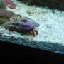 corals inverts - paguristes cadenati - scarlet reef hermit crab stocking in 37 gallons tank - red leg