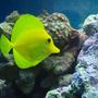 saltwater fish - zebrasoma flavescens - yellow tang - hawaii stocking in 37 gallons tank - yellow tang