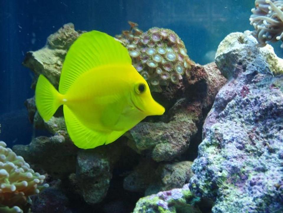 saltwater fish - zebrasoma flavescens - yellow tang - hawaii stocking in 37 gallons tank - yellow tang