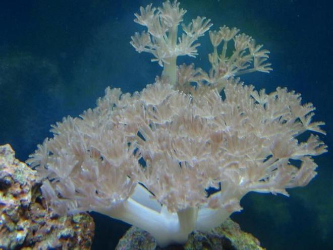 corals inverts - anthelia sp. - waving hand, thick stem stocking in 37 gallons tank - xenia