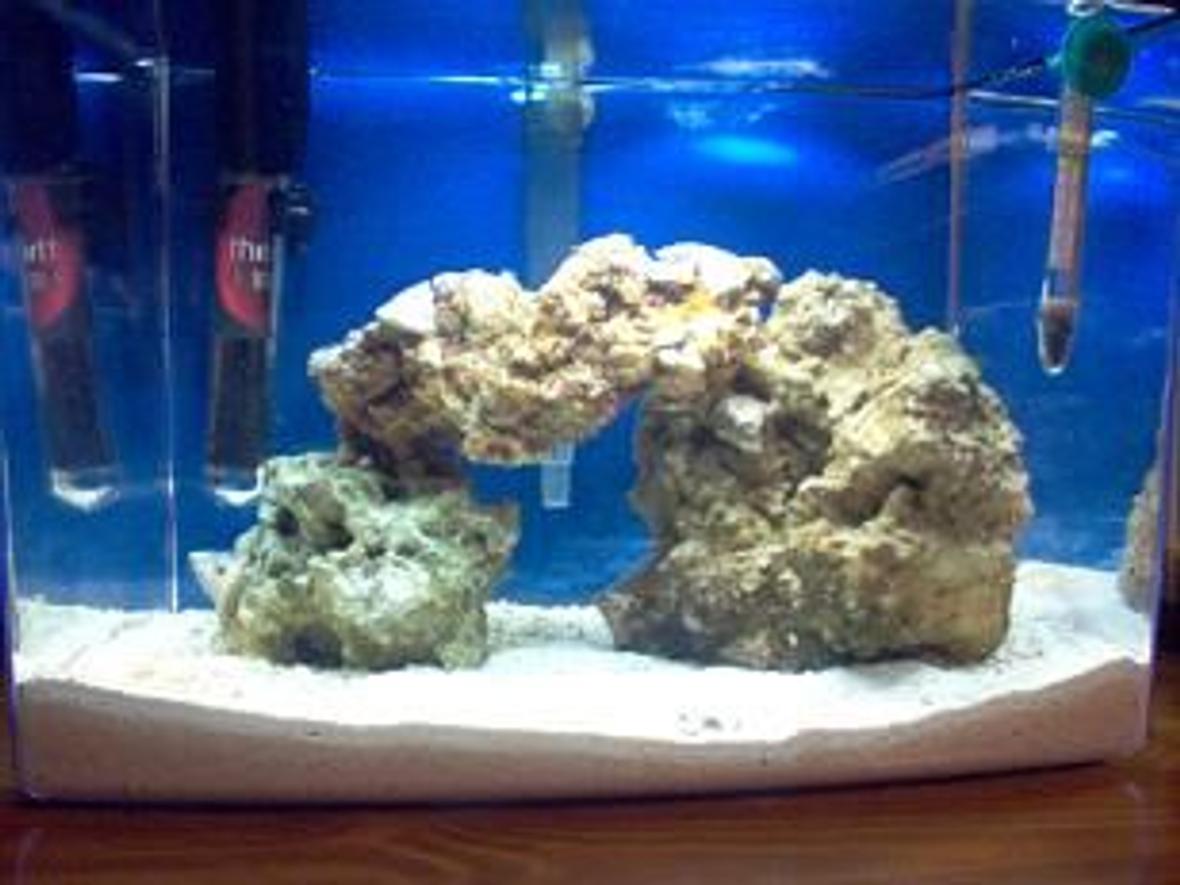fish tank picture - this is my 1 month old SW nano tank. the tank is a eclipse 3 gallon system with a aquaclear mini filter, heating i have a theo hydro, 5 pounds of live rock and all live sand and 4 pounds, about 1.5 to 2 inches deep, there are 3 snails and a few small star fish that live in the rocks when i got the rocks and im thinking of getting some coral but i want to try my luck with fish first, thinking of getting a small clown, but im going to wait about 1 more month so the tank has had time to cycle really good.