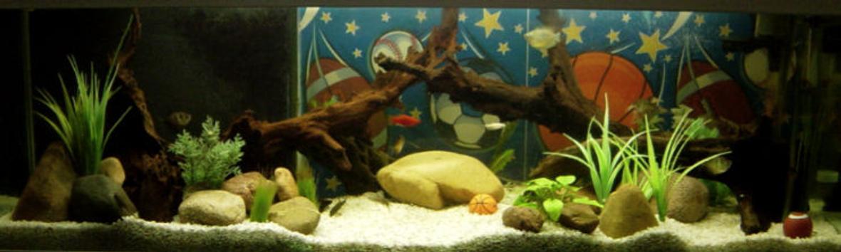 34 gallons freshwater fish tank (mostly fish and non-living decorations) - 34 GAL freshwater sports theme tank. It is placed in an office decorated with all sort of sporting goods.