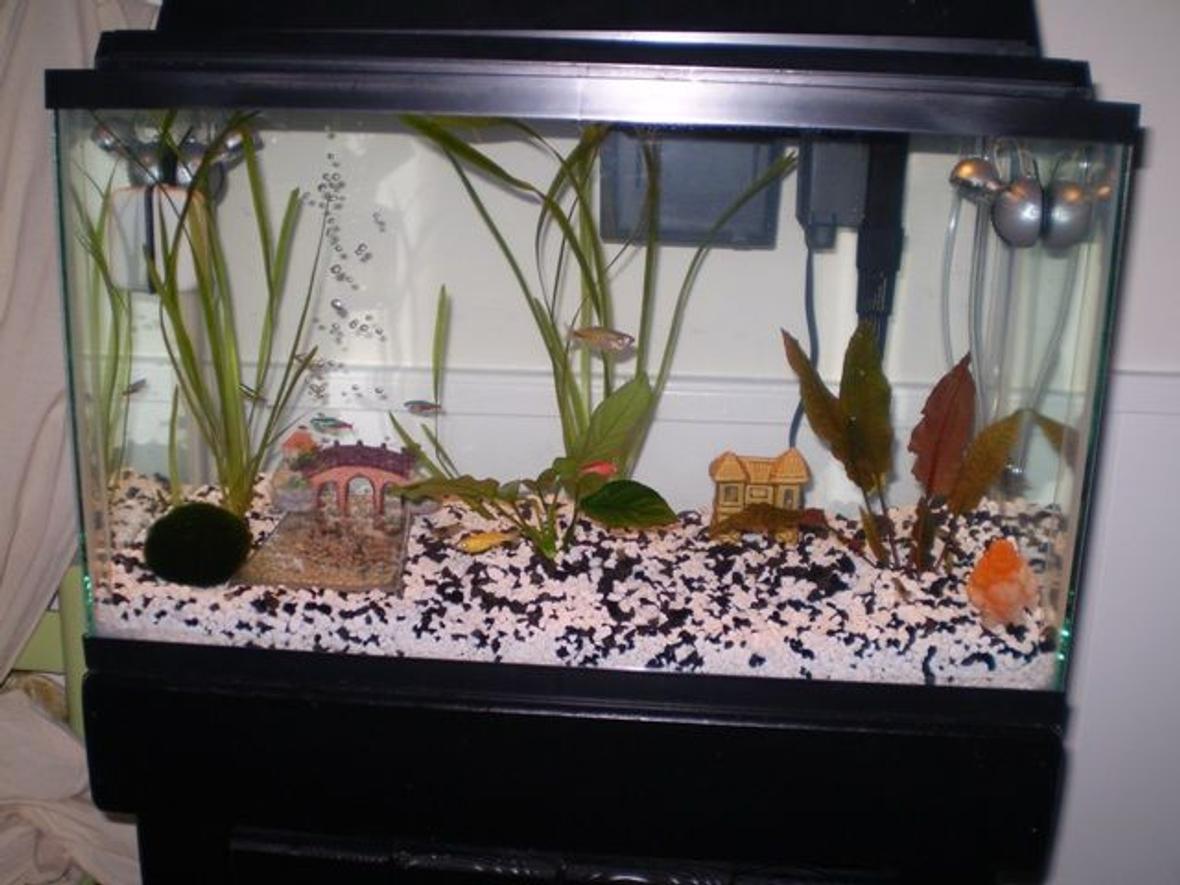 10 gallons planted tank (mostly live plants and fish) - Front view of tank. Good shot of glo-fish zebra danios