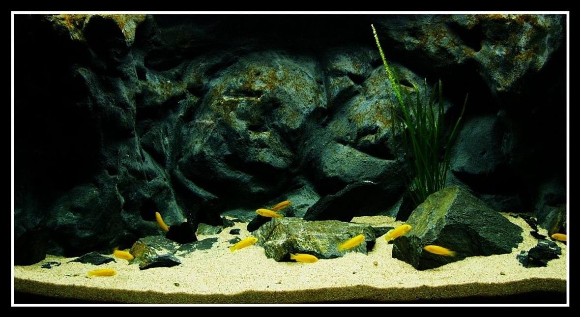 55 gallons freshwater fish tank (mostly fish and non-living decorations) - my 200L , m.johannii, vallisneria