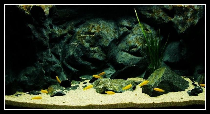 Rated #28: 55 Gallons Freshwater Fish Tank - my 200L , m.johannii, vallisneria