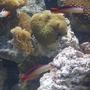saltwater fish - nemateleotris decora - firefish, purple stocking in 90 gallons tank - some purple, red dartfishes