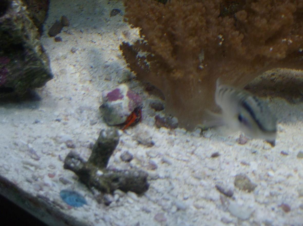 corals inverts - paguristes cadenati - scarlet reef hermit crab stocking in 90 gallons tank - a hermit crab