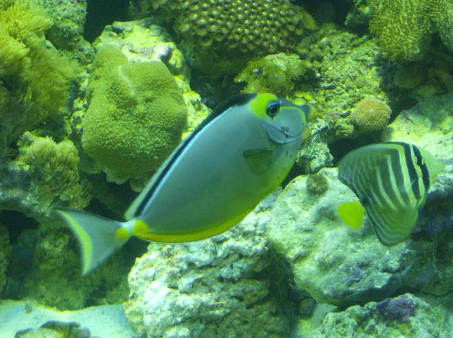 saltwater fish - naso lituratus - naso tang stocking in 90 gallons tank - sailfin,naso tang