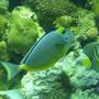 saltwater fish - naso lituratus - naso tang stocking in 90 gallons tank - sailfin,naso tang
