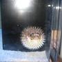 saltwater fish - diodon holocanthus - porcupine puffer stocking in 157 gallons tank - UPSET
