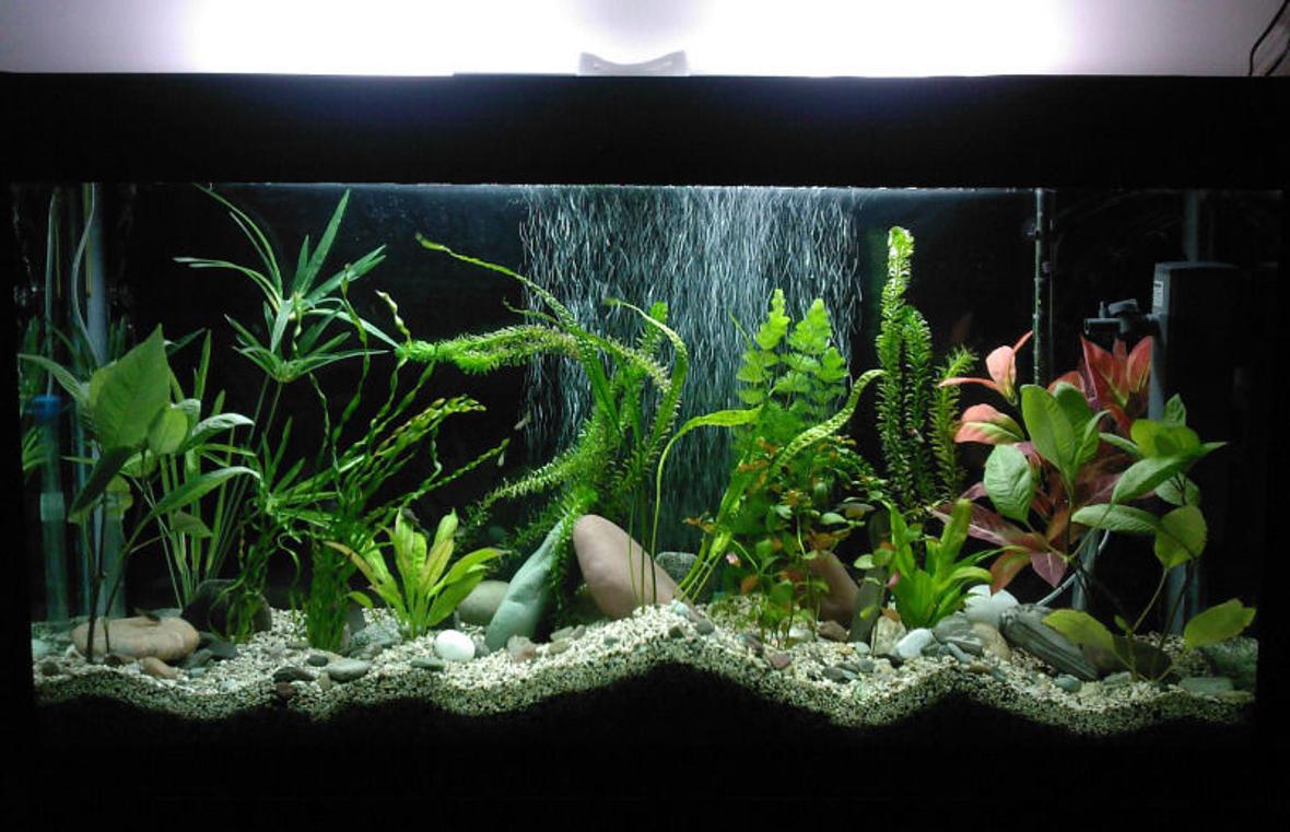 85 gallons planted tank (mostly live plants and fish) - 120*40*70 light: (PLL 36W)*2 other equipments are all chinese