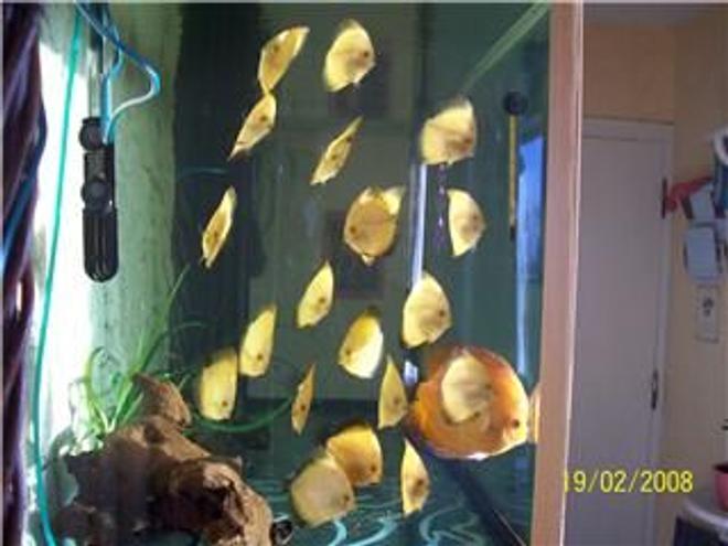 40 gallons freshwater fish tank (mostly fish and non-living decorations) - Baby discus Marlboro Red.