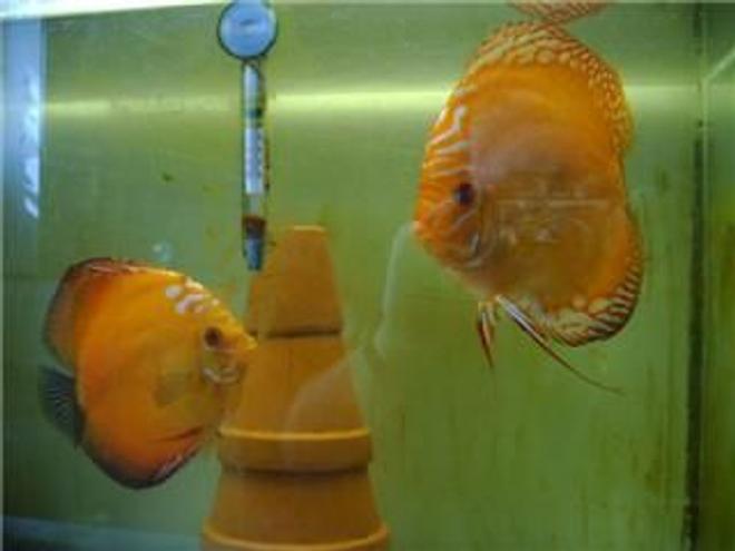 40 gallons freshwater fish tank (mostly fish and non-living decorations) - Mother and father, preparing for they're baby's.