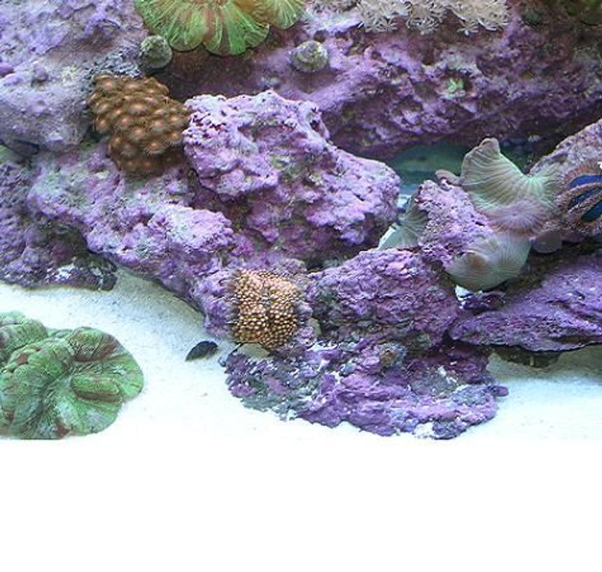 Rated #31: Corals Inverts - Ricordea Florida - Ricordea Mushroom Stocking In 90 Gallons Tank - This is a picture of my ricordia that i got for five dollars off of someone that didnt know much about the hobby. I got it the size of a dime and it is now almost 2 inches in length and it has given me two other ricordias!  Theres also some mushrooms that are spreading everywhere, A piece of my 2 brains and some polyps.