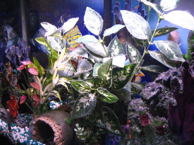 30 gallons planted tank (mostly live plants and fish) - My Tank 3
