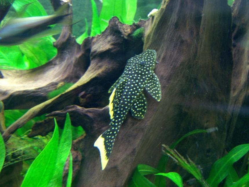 Rated #41: Freshwater Fish - Baryancistrus Sp. - Gold Nugget Pleco (l-18) Stocking In 166 Gallons Tank - Gold nugged pleco L-081