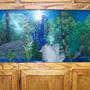 fish tank picture - 55 gallon african cichlid tank