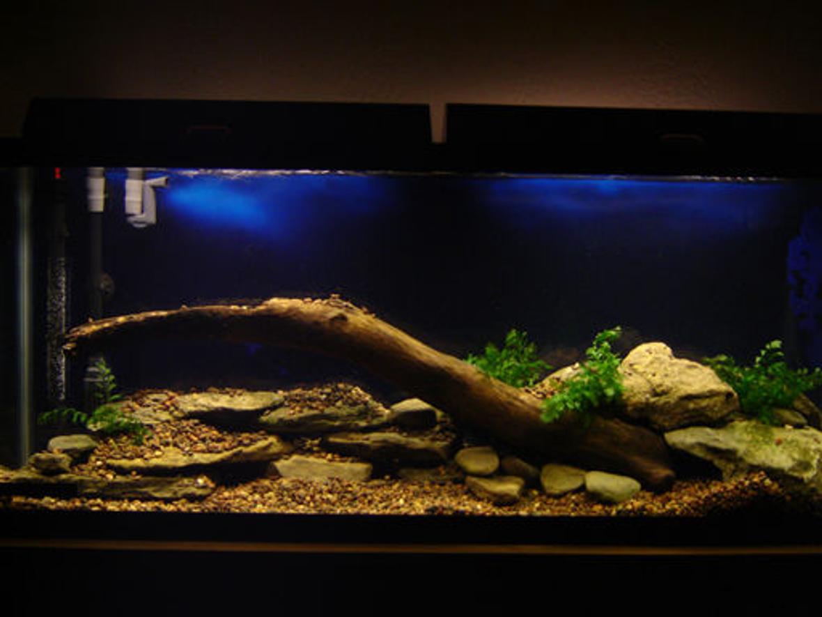 fish tank picture - My Freshwater tank