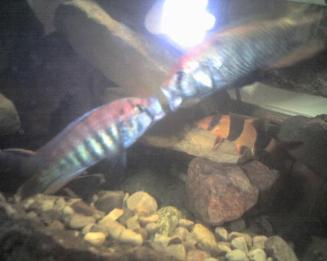 freshwater fish - pundamilia nyererei - nyererei hap stocking in 60 gallons tank - This is a pic of my nyererei and the flameback fighting