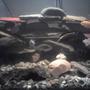 60 gallons freshwater fish tank (mostly fish and non-living decorations) - this is the new set up of my tank