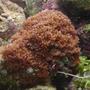 corals inverts - galaxea spp. - tooth coral stocking in 29 gallons tank - Galaxy