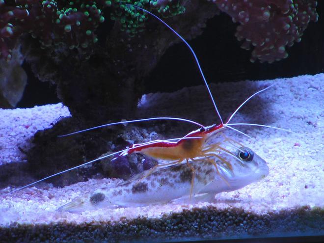 corals inverts - lysmata amboinensis - scarlet skunk cleaner shrimp stocking in 100 gallons tank - Goby and shrimp