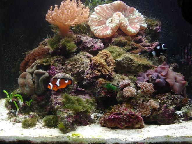 29 gallons reef tank (mostly live coral and fish) - Biocube w/ new arrangement and hammer coral