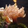 corals inverts - capnella sp. - taro tree coral stocking in 29 gallons tank - Kenya Tree