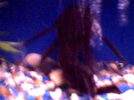 freshwater fish - hypostomus plecostomus - suckermouth catfish stocking in 45 gallons tank - this is Big Boi (Pleco) he is the size of a catfish(12