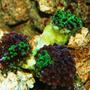 corals inverts - euphyllia paradivisa - frogspawn coral stocking in 55 gallons tank - Frogspawn