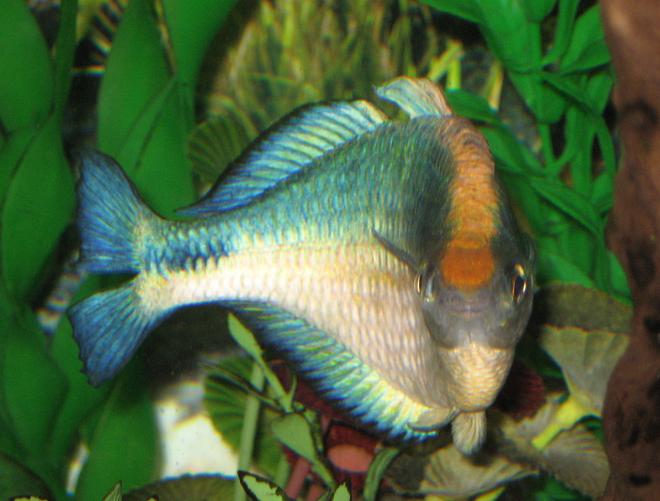 freshwater fish - melanotaenia lacustris - turquoise rainbow stocking in 55 gallons tank - Looks like my Turquoise Rainbow has a little attitude.