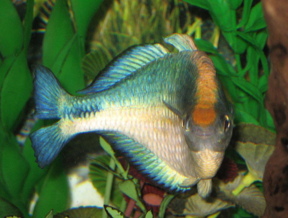 freshwater fish - melanotaenia lacustris - turquoise rainbow stocking in 55 gallons tank - Looks like my Turquoise Rainbow has a little attitude.