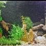 110 gallons freshwater fish tank (mostly fish and non-living decorations) - my new 110 gallon