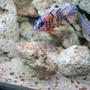 freshwater fish - aulonocara nyassae var. - peacock cichlid, orange blossom stocking in 110 gallons tank - is this a Peacock?