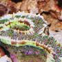 corals inverts - euphyllia ancora - hammer / anchor coral stocking in 55 gallons tank - Hammer Coral