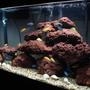 55 gallons freshwater fish tank (mostly fish and non-living decorations) - 55 Gal Malawi Cichlids Tank: 2 Kenyi 9 Yellow labs 7 Socolofi 9 Red x Red Zebras 9 Red Top Zebras