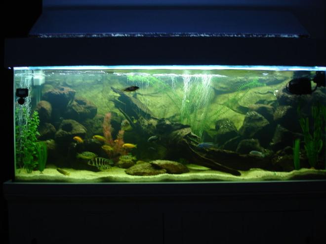 65 gallons freshwater fish tank (mostly fish and non-living decorations) - Full Shot of the Tank