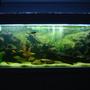 65 gallons freshwater fish tank (mostly fish and non-living decorations) - Full Shot of the Tank