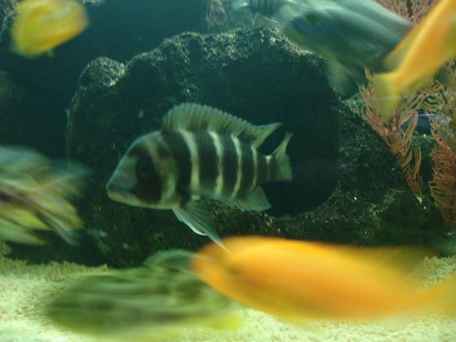 65 gallons freshwater fish tank (mostly fish and non-living decorations) - The star of the Show!