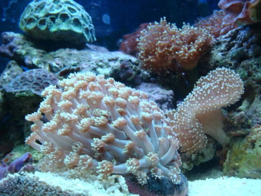 Rated #46: Corals Inverts - Sarcophyton Sp. - Toadstool Mushroom Leather Coral Stocking In 35 Gallons Tank - corals