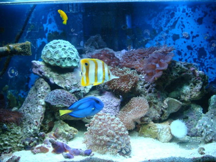 Rated #31: Fish Tank Picture - tank