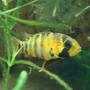 freshwater fish - apistogramma baenschi stocking in 999 gallons tank - Female Apisto. baenschi in breeding dress.