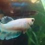 freshwater fish - betta splendens - halfmoon betta stocking in 999 gallons tank - Female pastel hm betta.
